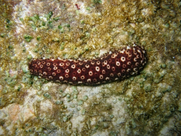Holothuria sanctori (Delle Chiaje, 1823)  e Tubi di Cuvier